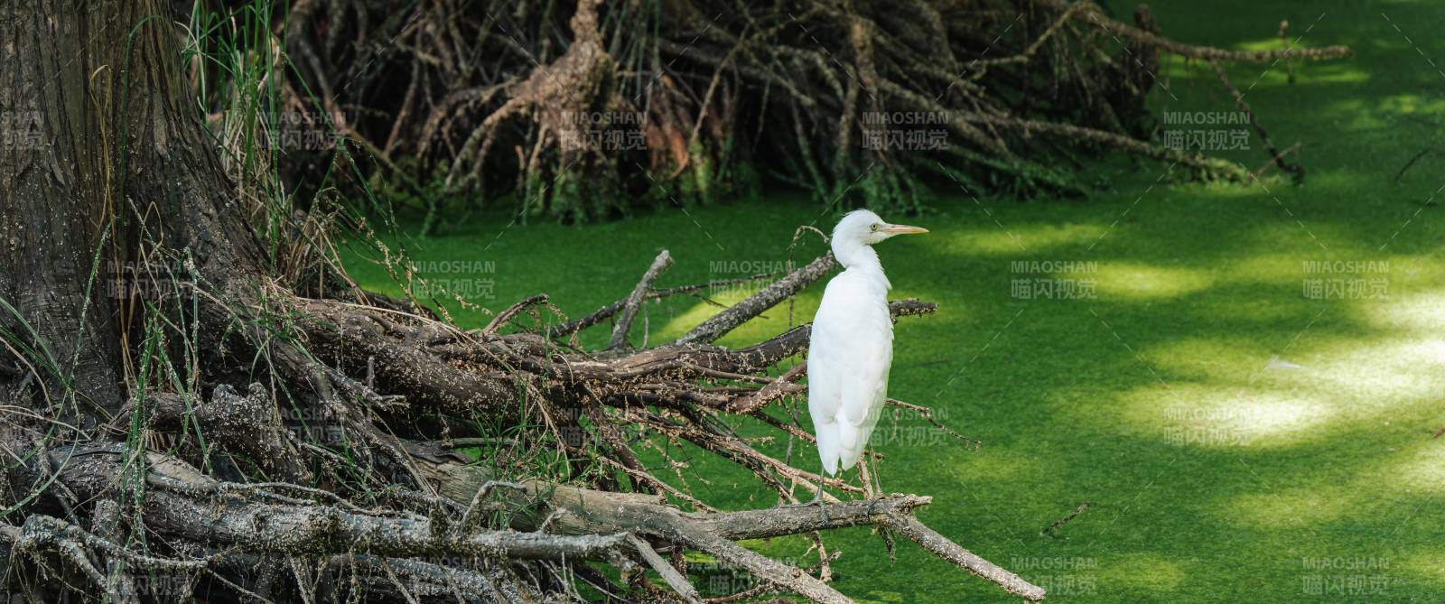 白鹭栖息于树干之上图片