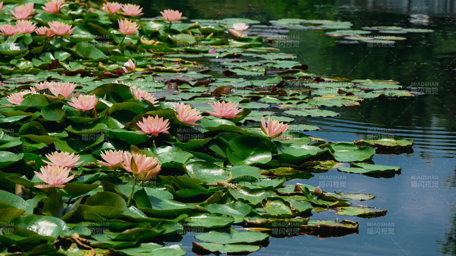 池塘中的睡莲盛开图片