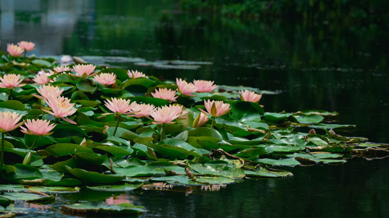 池塘中的粉色睡莲盛开图片