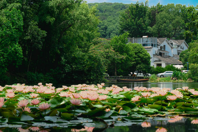 荷塘映绿树 静谧乡村景图片