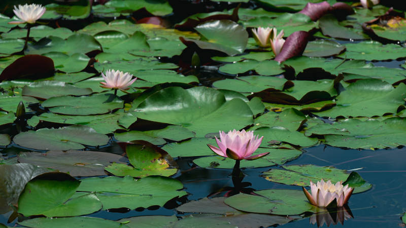 池塘中的睡莲盛开图片