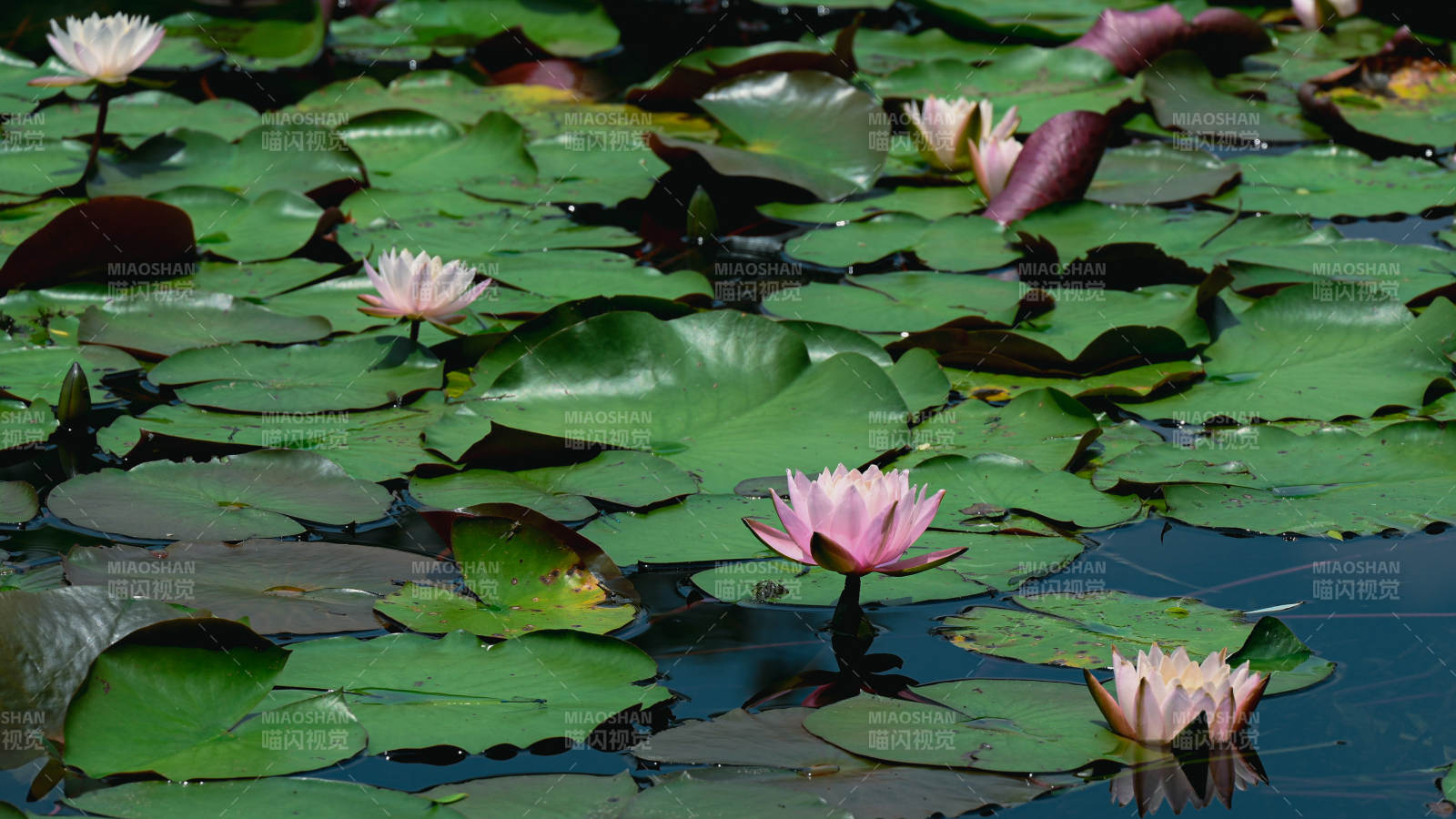 池塘中的睡莲盛开图片