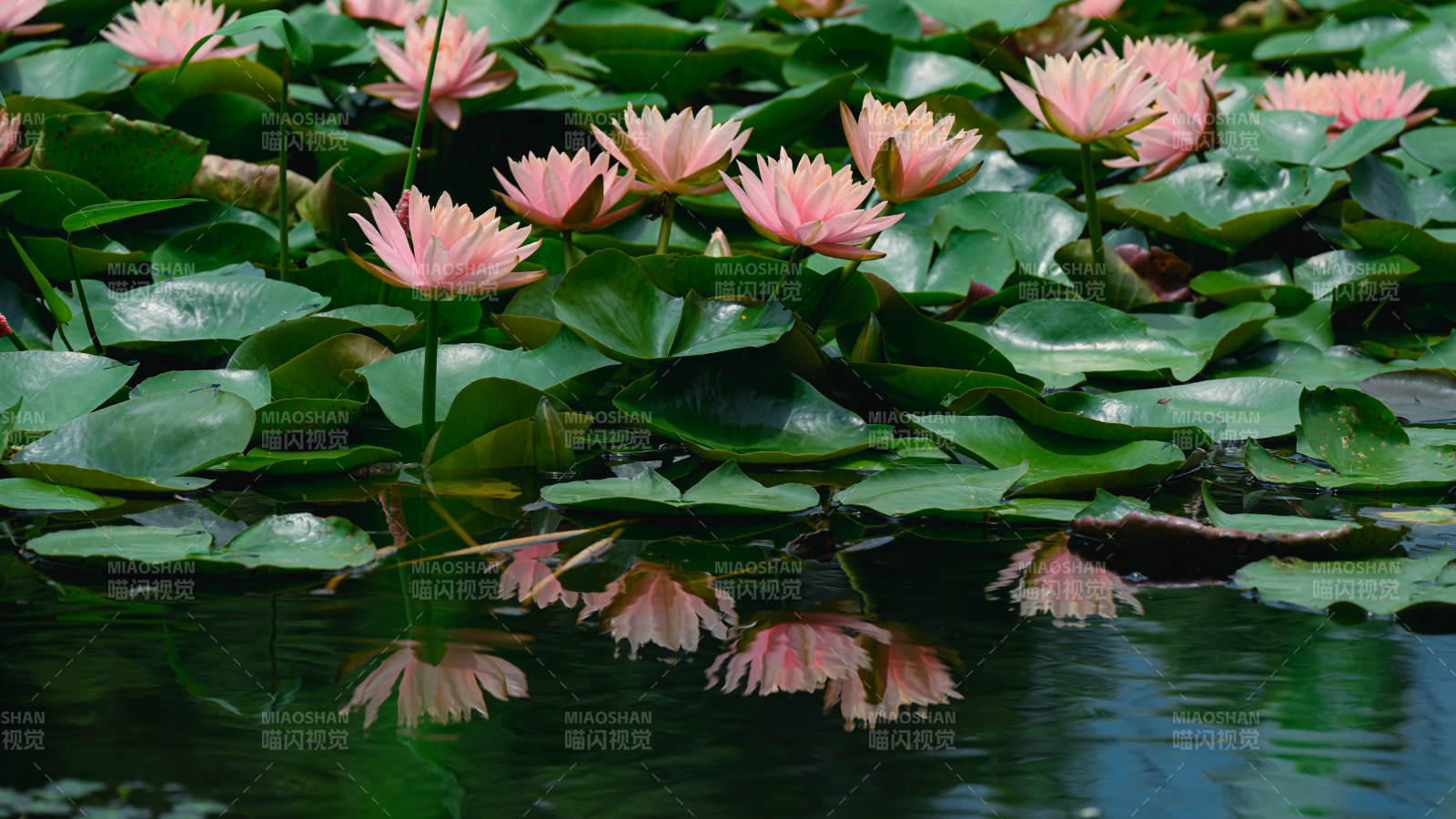 池塘中的粉色睡莲图片