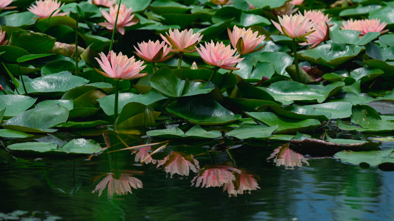 池塘中的粉色睡莲图片