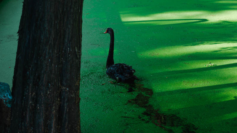 绿影中的黑天鹅图片
