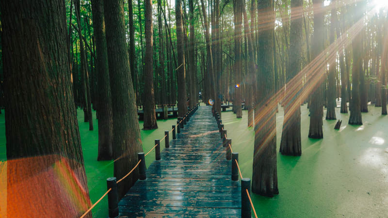 青山湖水上森林林间栈道图片