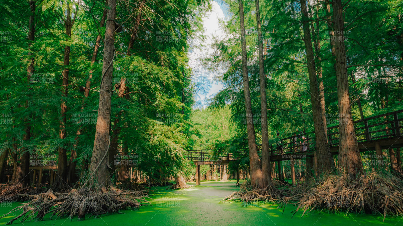 绿意盎然的青山湖水上森林图片