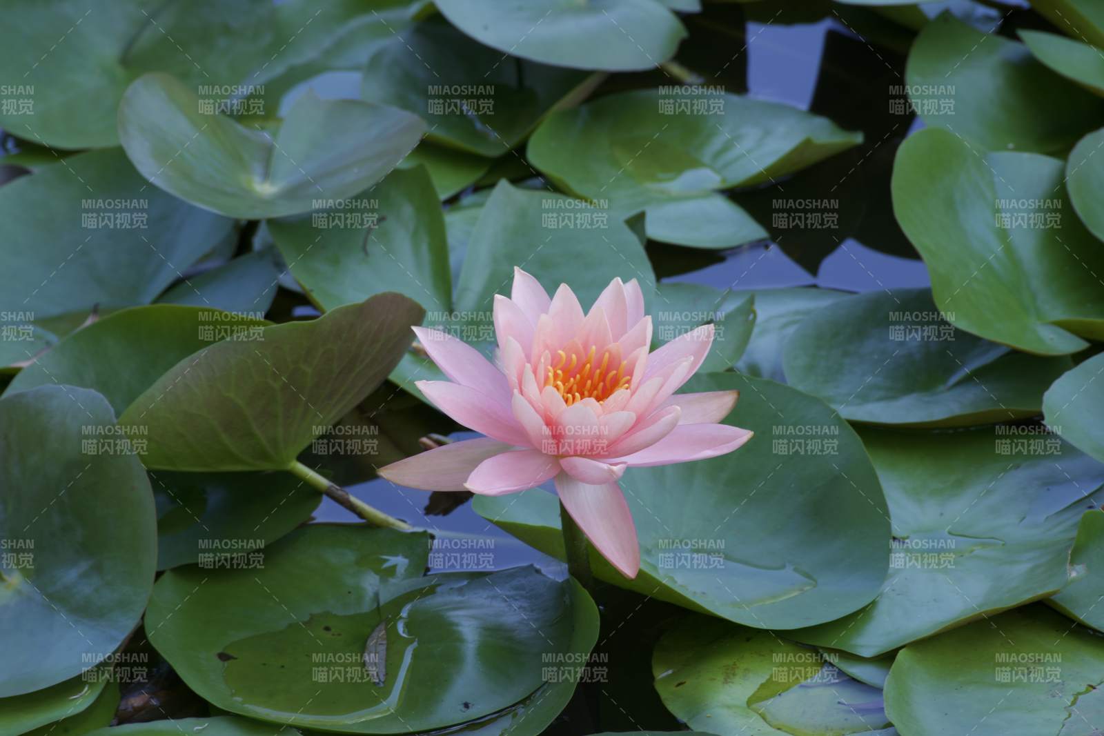 池塘中的粉色睡莲图片