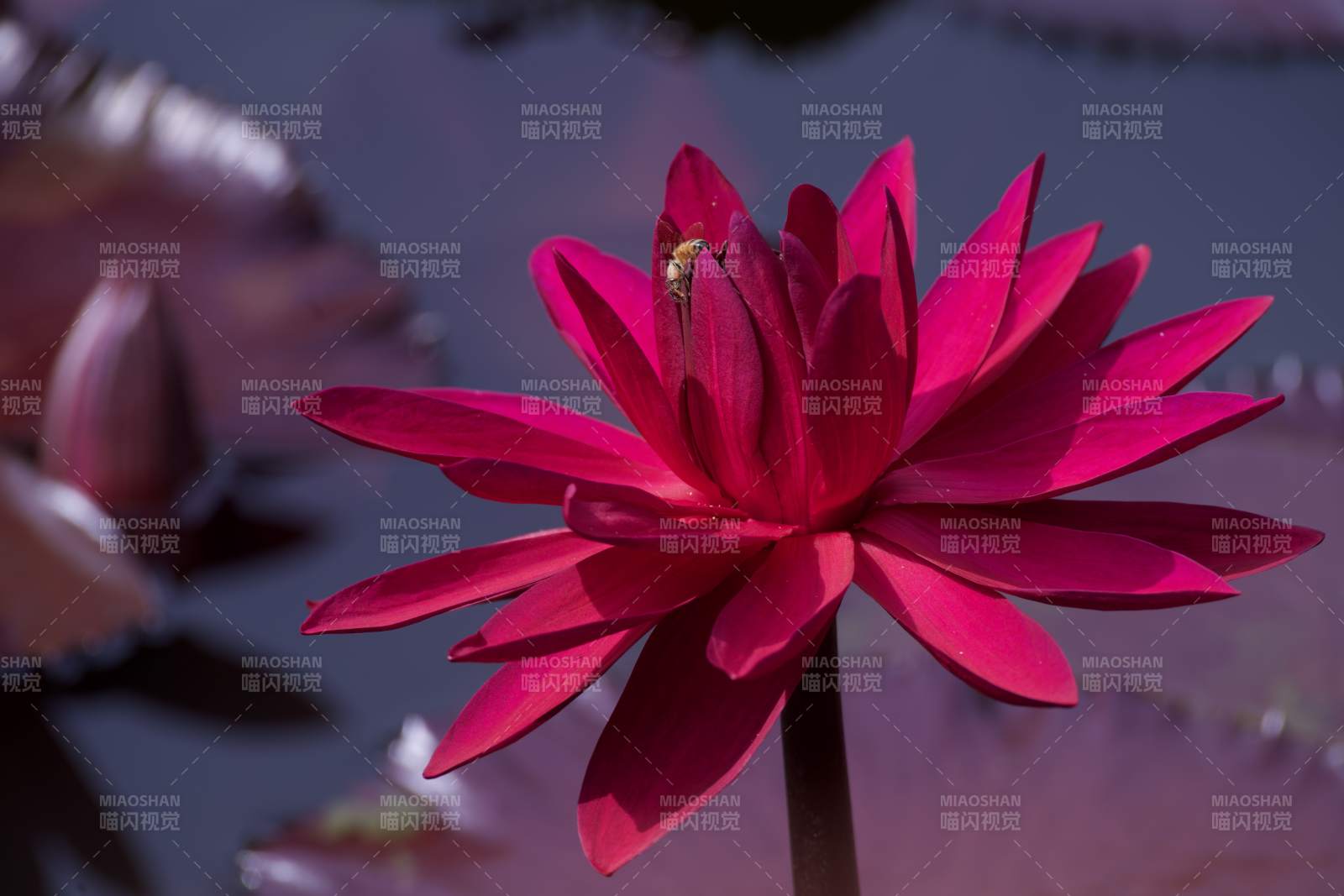 粉红莲花静谧绽放图片