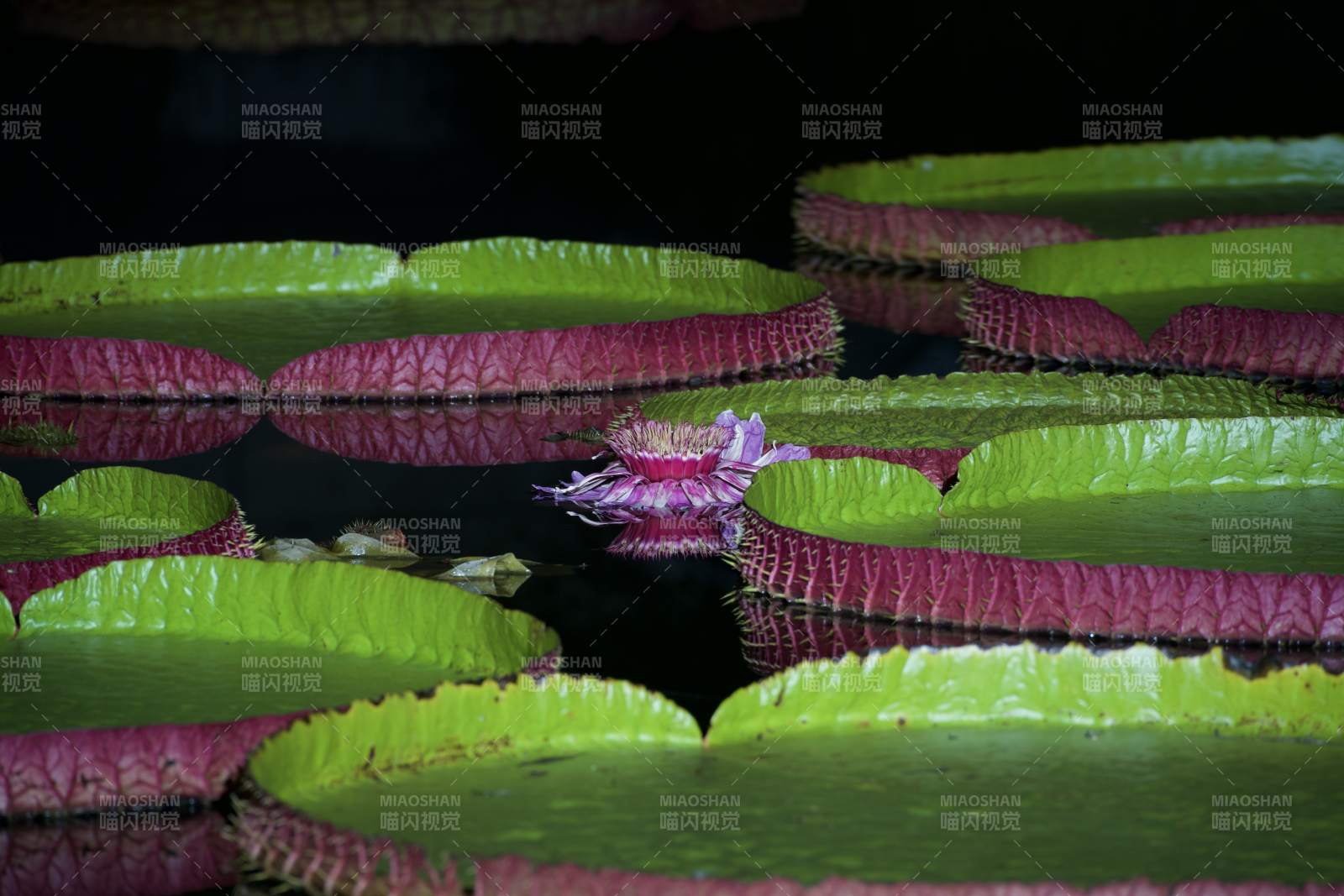 睡莲绽放 王莲盛开图片