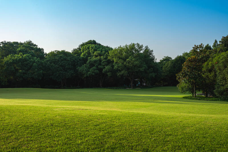 绿茵草地与茂密树林图片