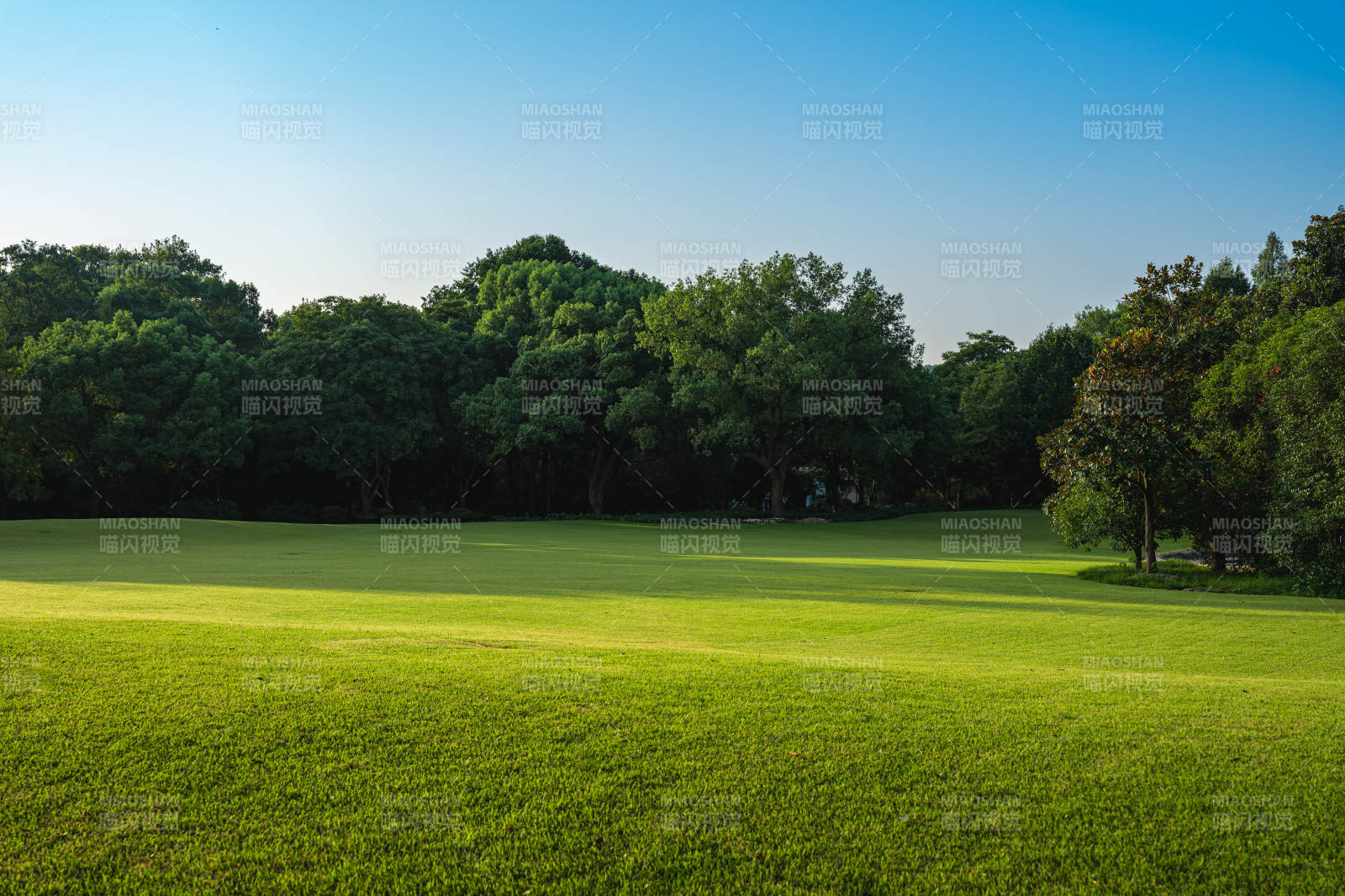 绿茵草地与茂密树林图片