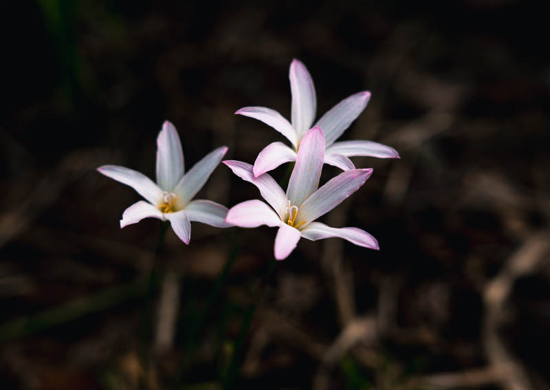 风雨兰韭莲静谧之美图片