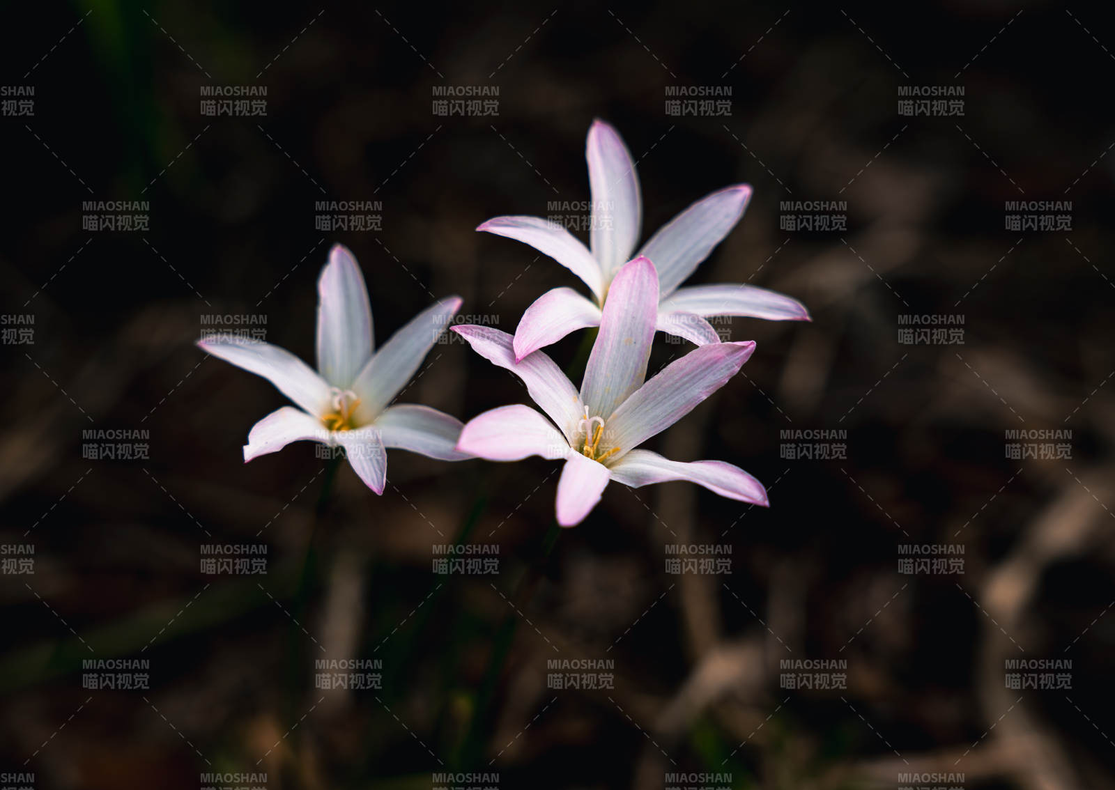 风雨兰韭莲静谧之美图片