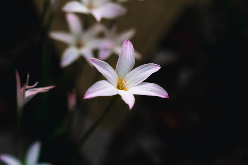 夜色中的淡雅花朵图片