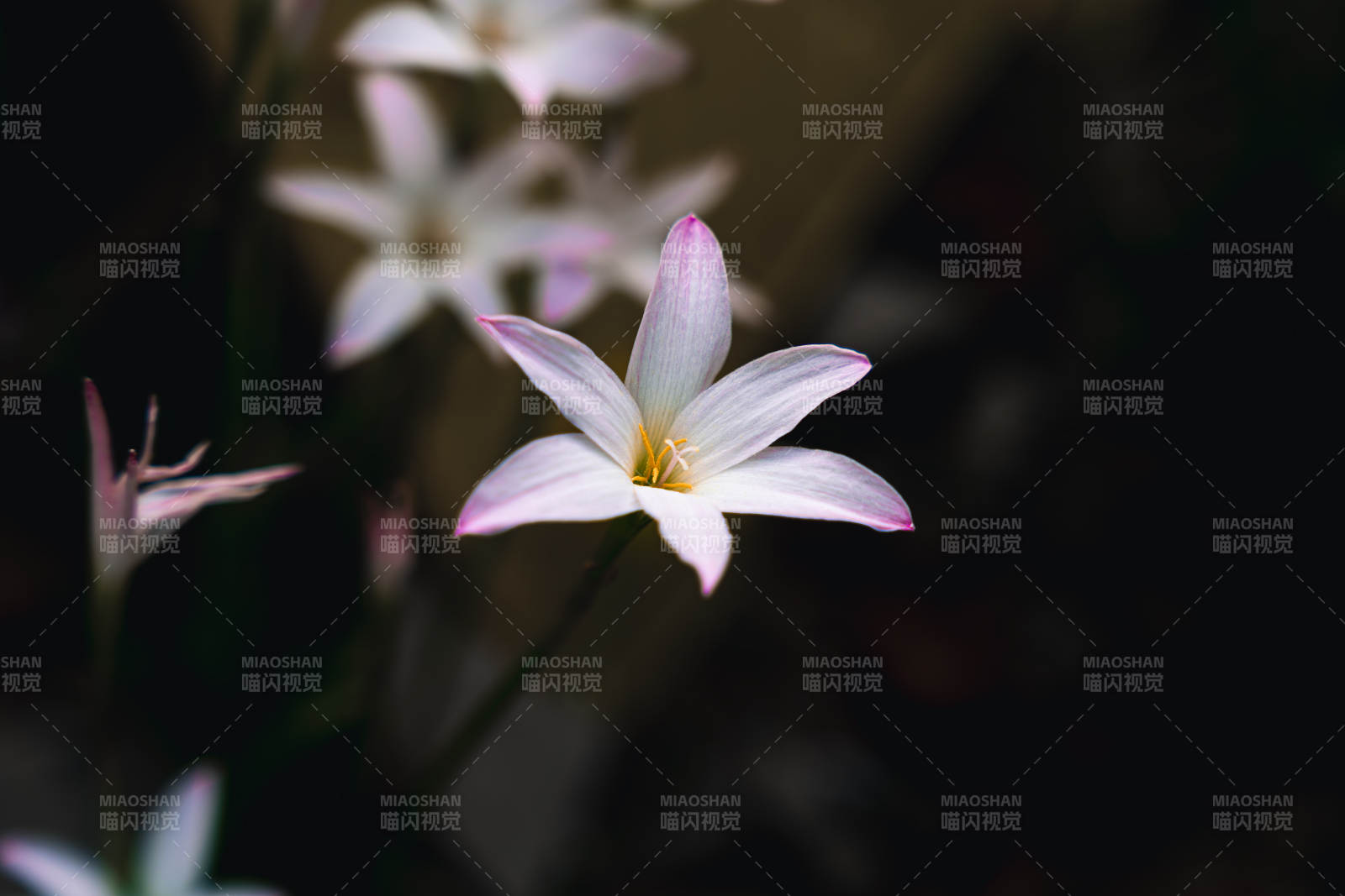 夜色中的淡雅花朵图片