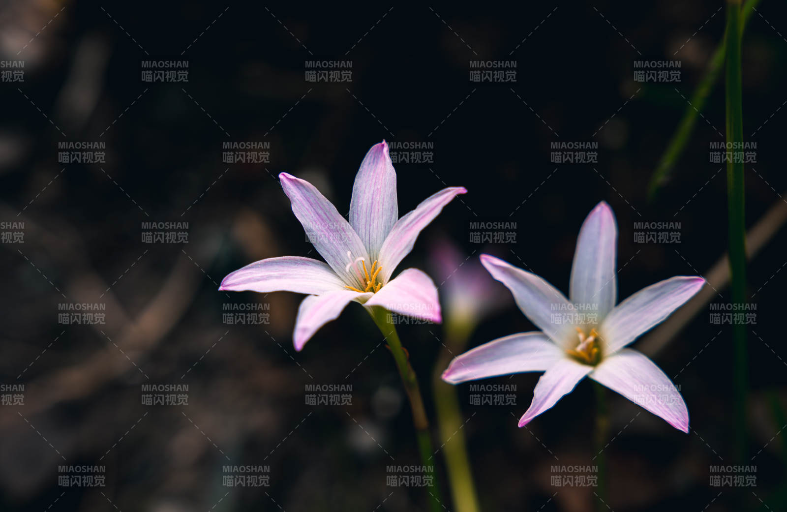 风雨兰韭莲静谧绽放图片