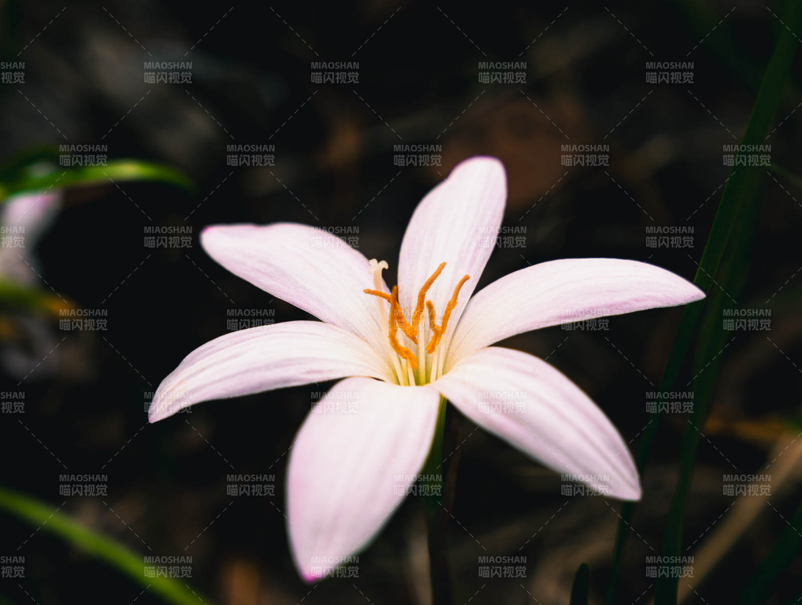 风雨兰韭莲自然之美图片