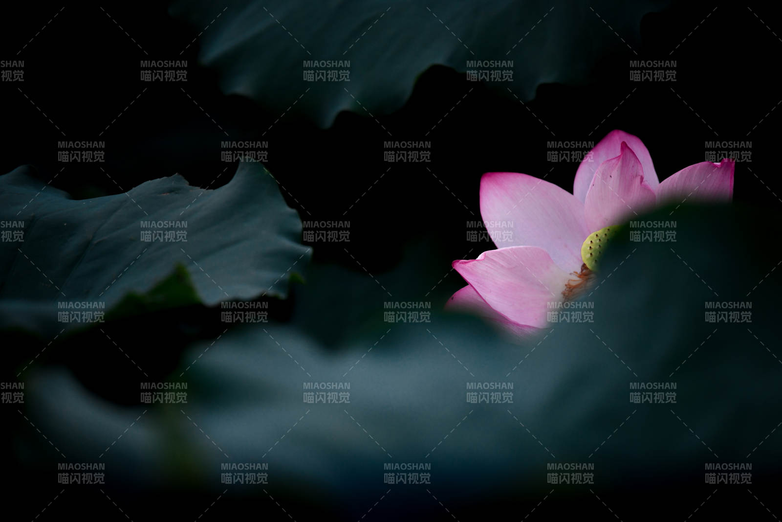 暗夜中的莲花绽放图片