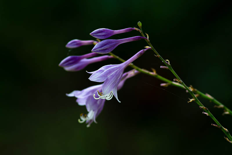紫色东北玉簪花图片