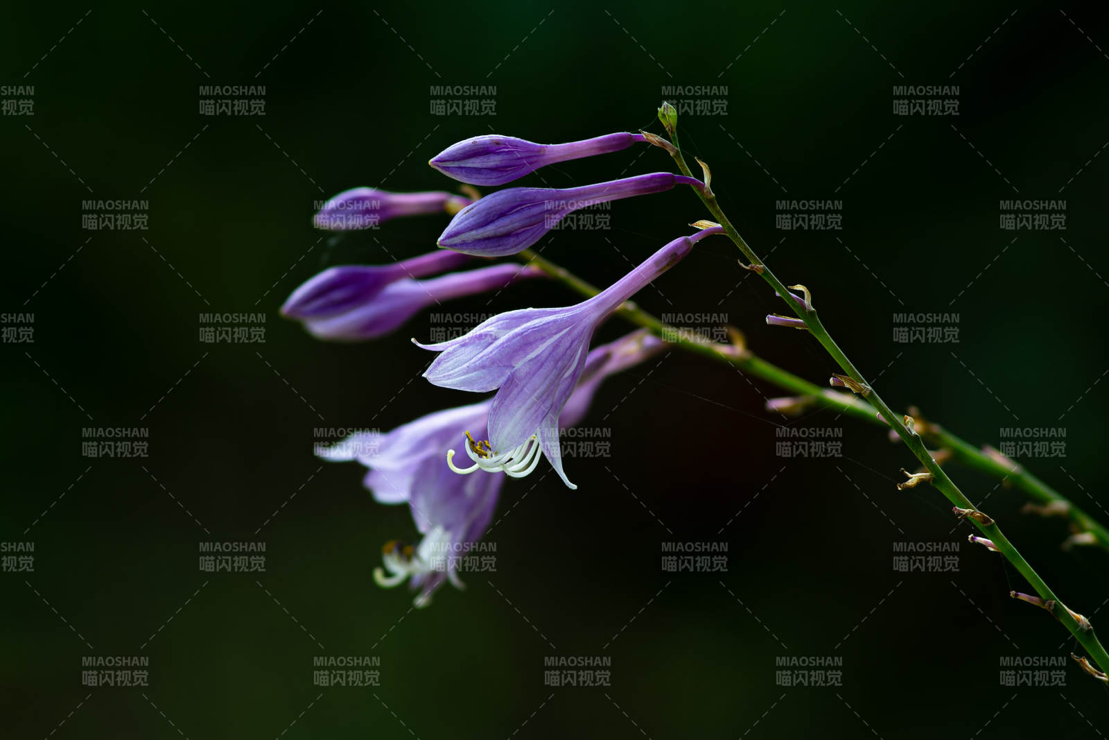 紫色东北玉簪花图片