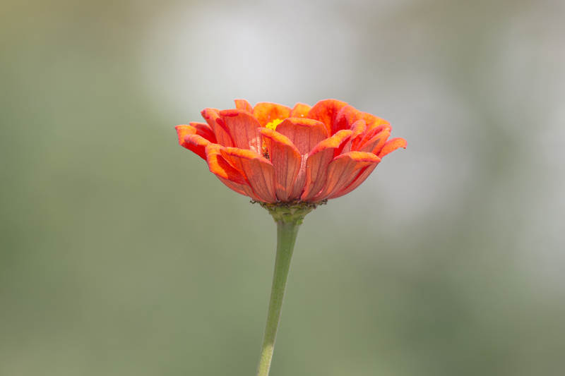 橙红花瓣的美丽花朵图片