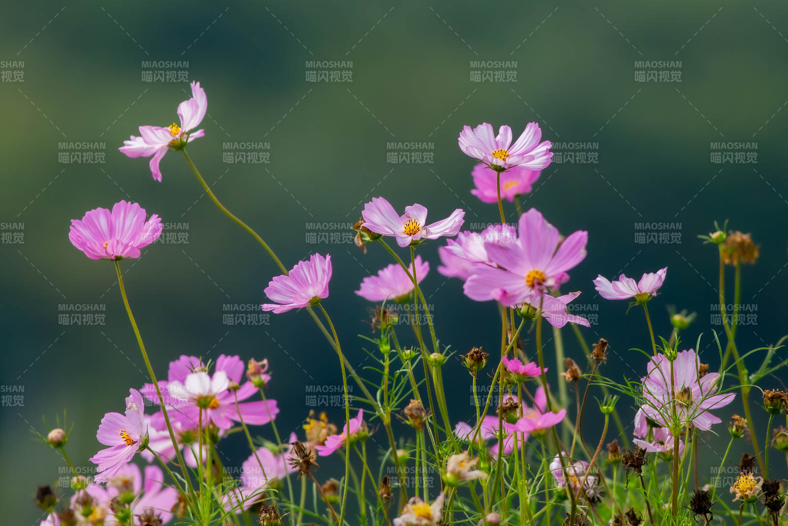 粉色秋英花田美景图片