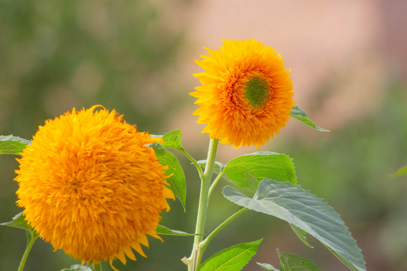 金黄色的向日葵花朵图片