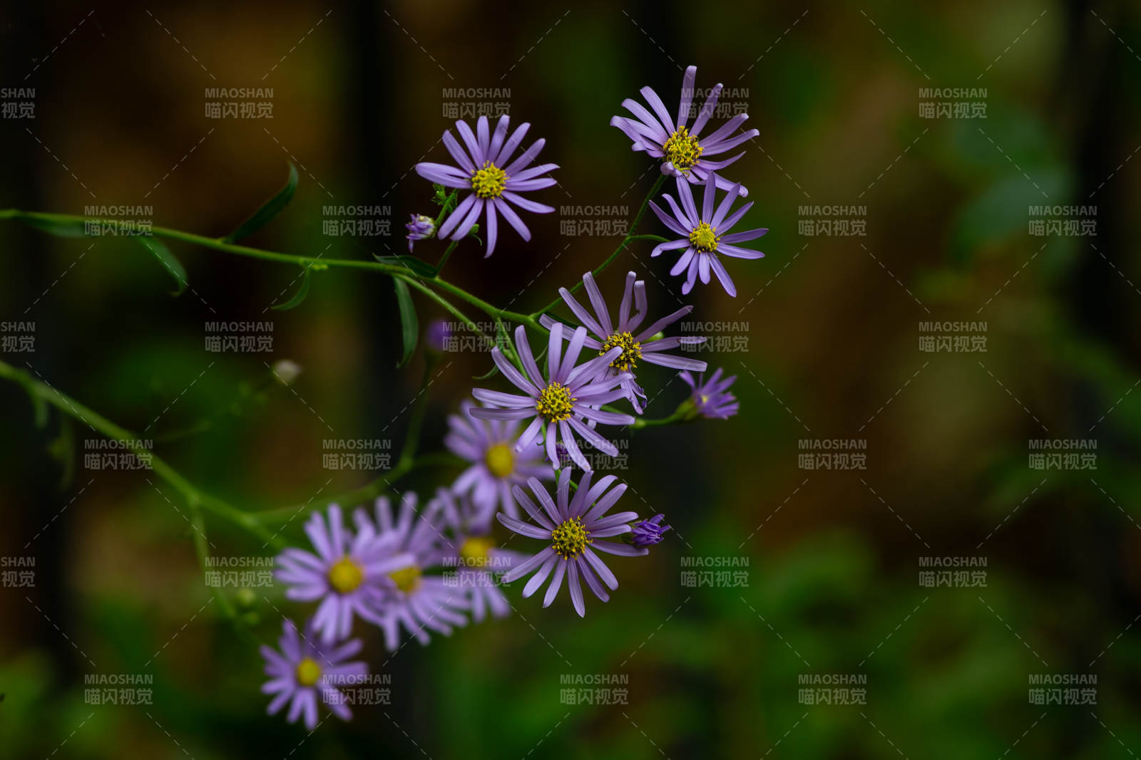 紫色小花在林间绽放图片