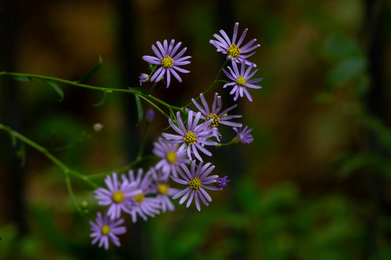 紫色小花在林间绽放图片