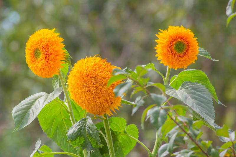 向日葵与绿叶相伴图片