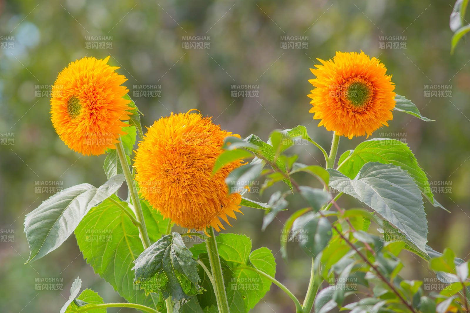 向日葵与绿叶相伴图片