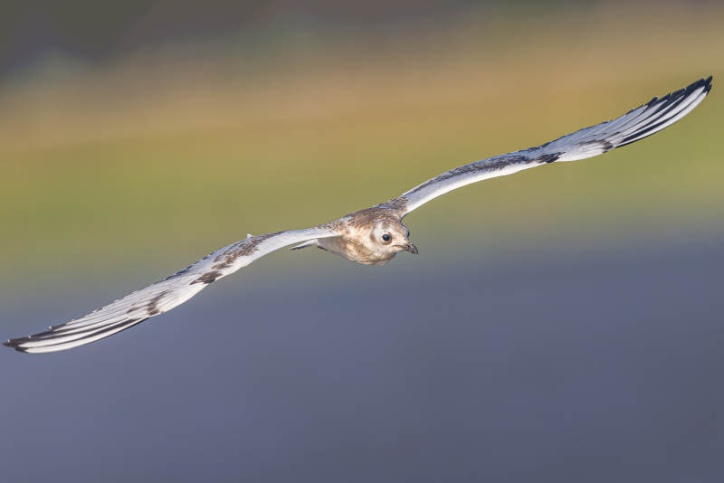 飞翔的鸟儿  黑嘴鸥  营口永远角图片