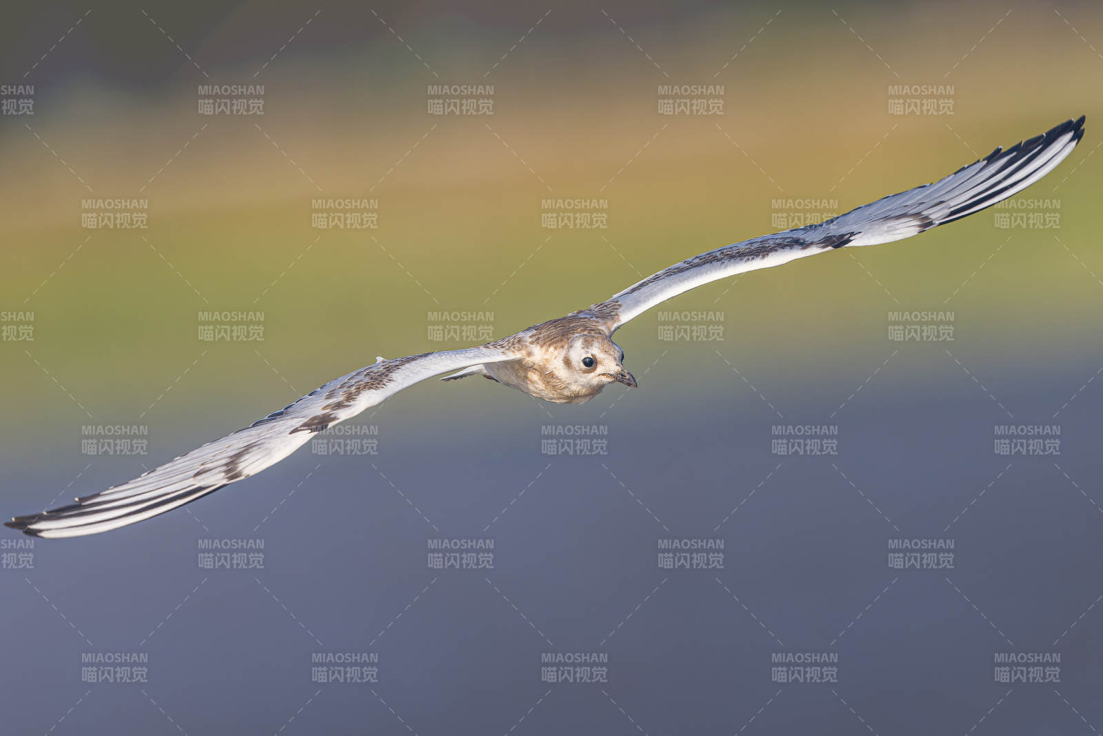 飞翔的鸟儿  黑嘴鸥  营口永远角图片