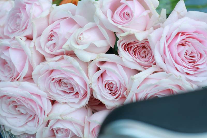 粉色玫瑰花束特写图片