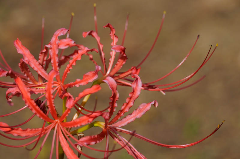 红色彼岸花的美丽绽放图片