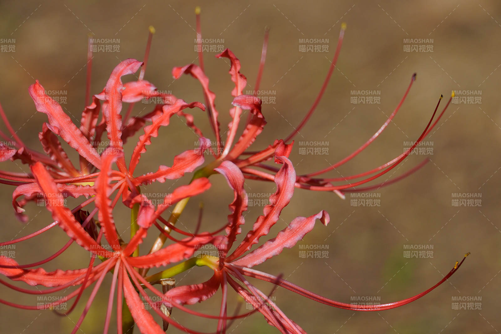 红色彼岸花的美丽绽放图片