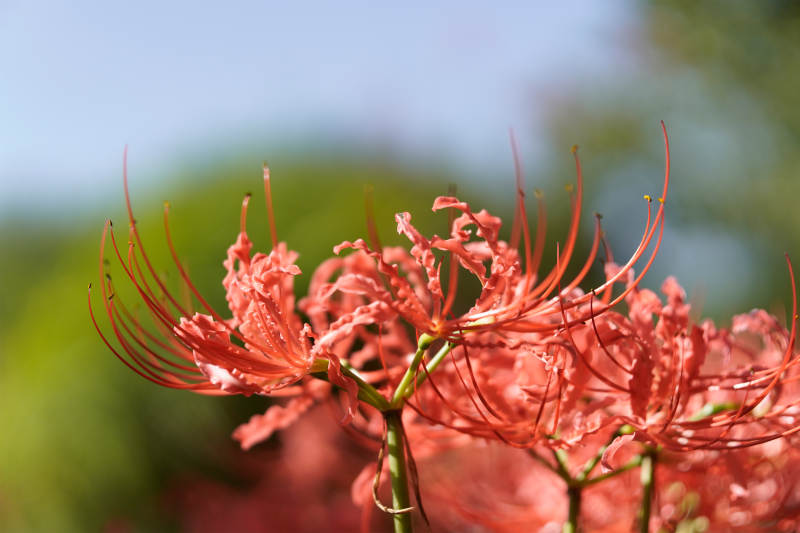 彼岸花的美丽瞬间图片