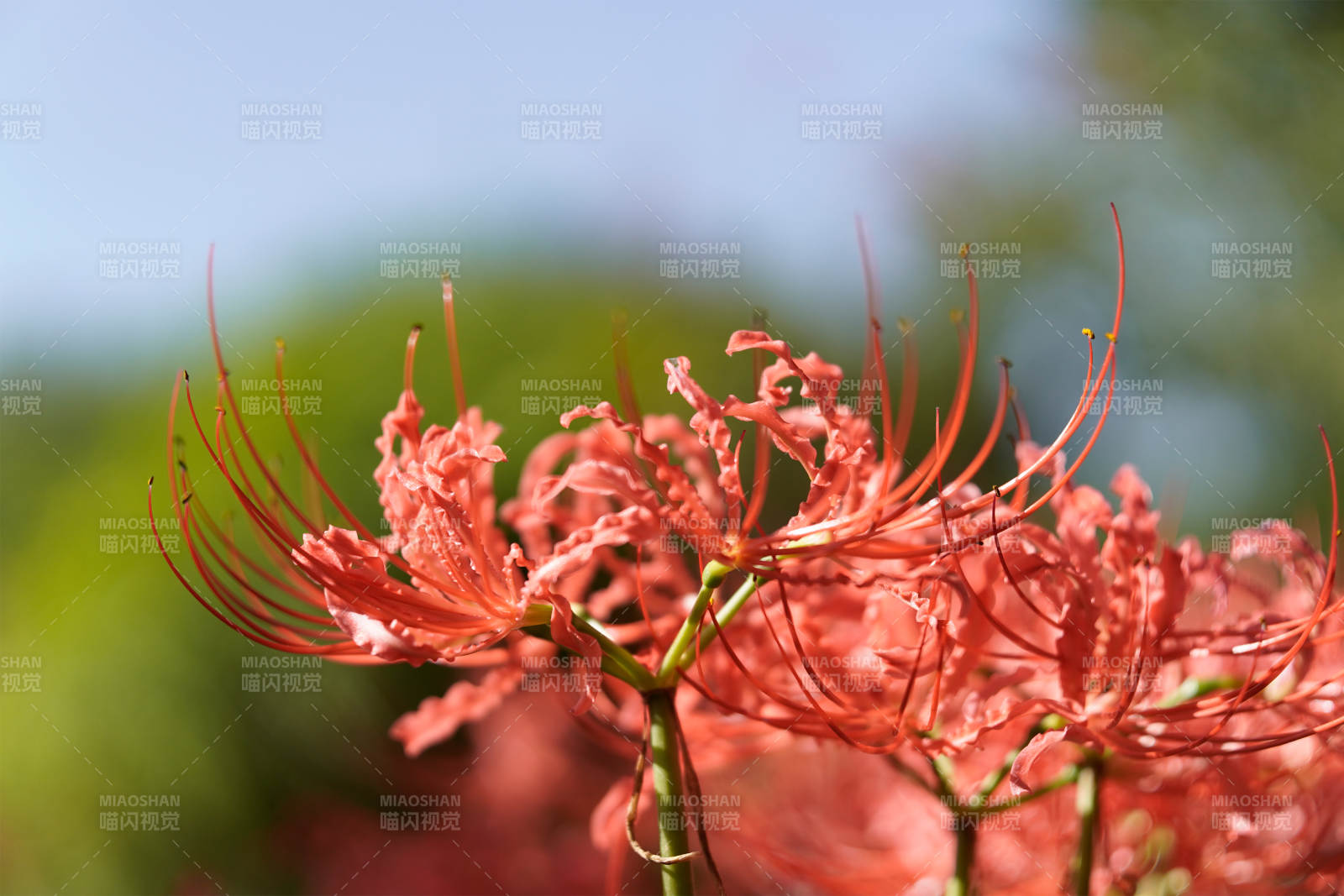 彼岸花的美丽瞬间图片