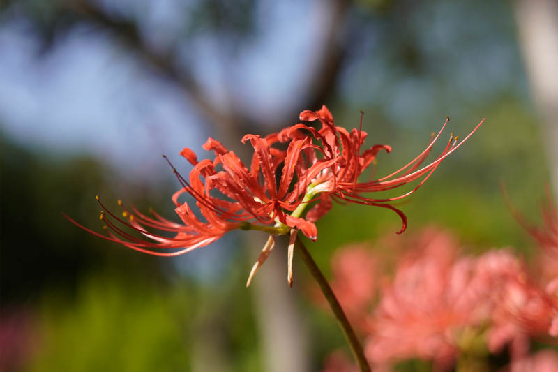 红色彼岸花绽放图片