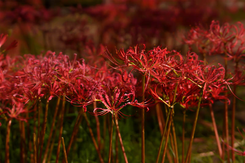 红花彼岸 秋日绽放图片