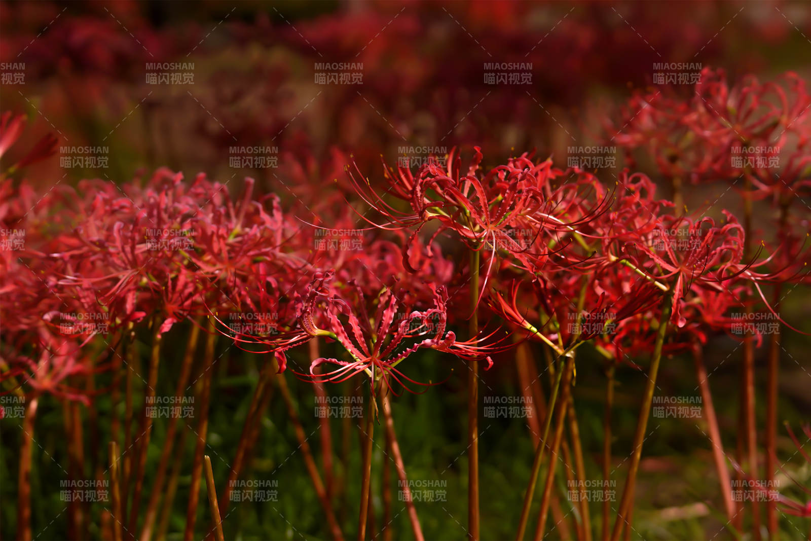 红花彼岸 秋日绽放图片
