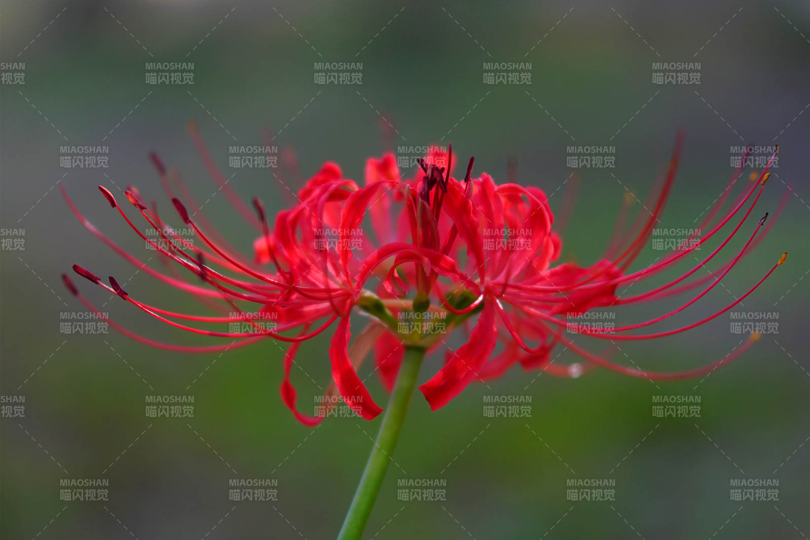 红色彼岸花的美丽瞬间图片