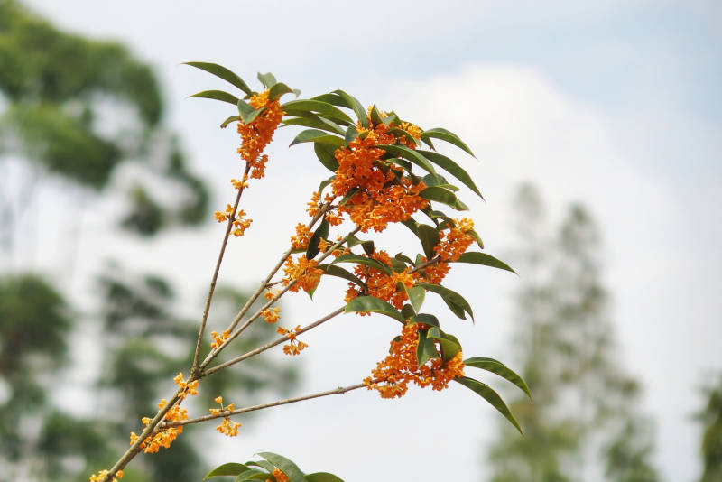 橙色桂花枝头绽放图片