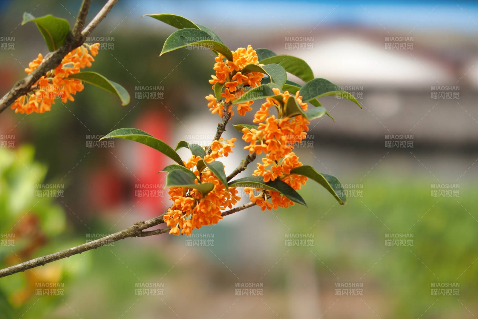桂花绽放 秋意浓情图片