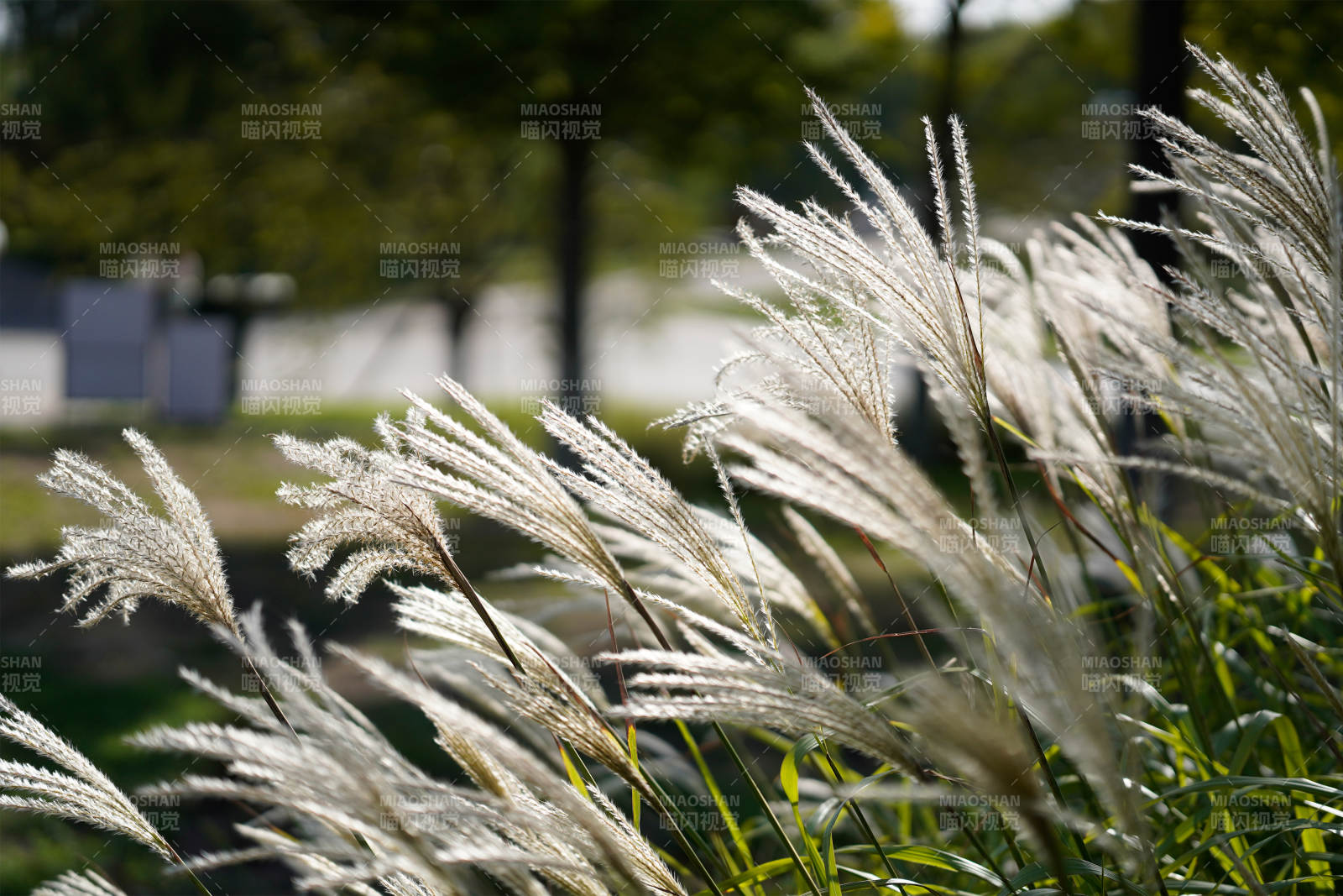 秋风中的芦苇花图片