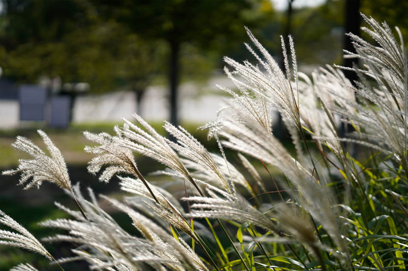 秋风中的芦苇花图片