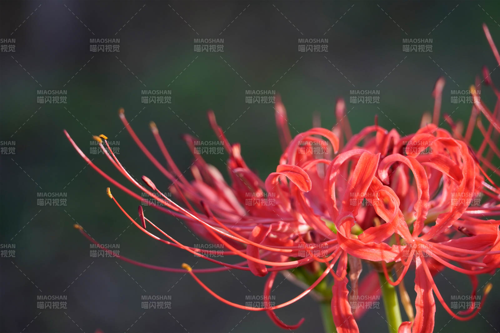 红色彼岸花的美丽瞬间图片