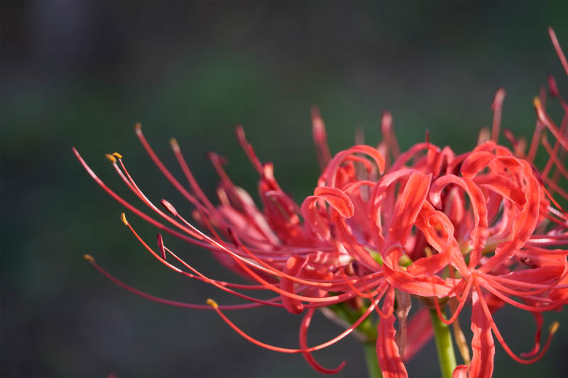 红色彼岸花的美丽瞬间图片