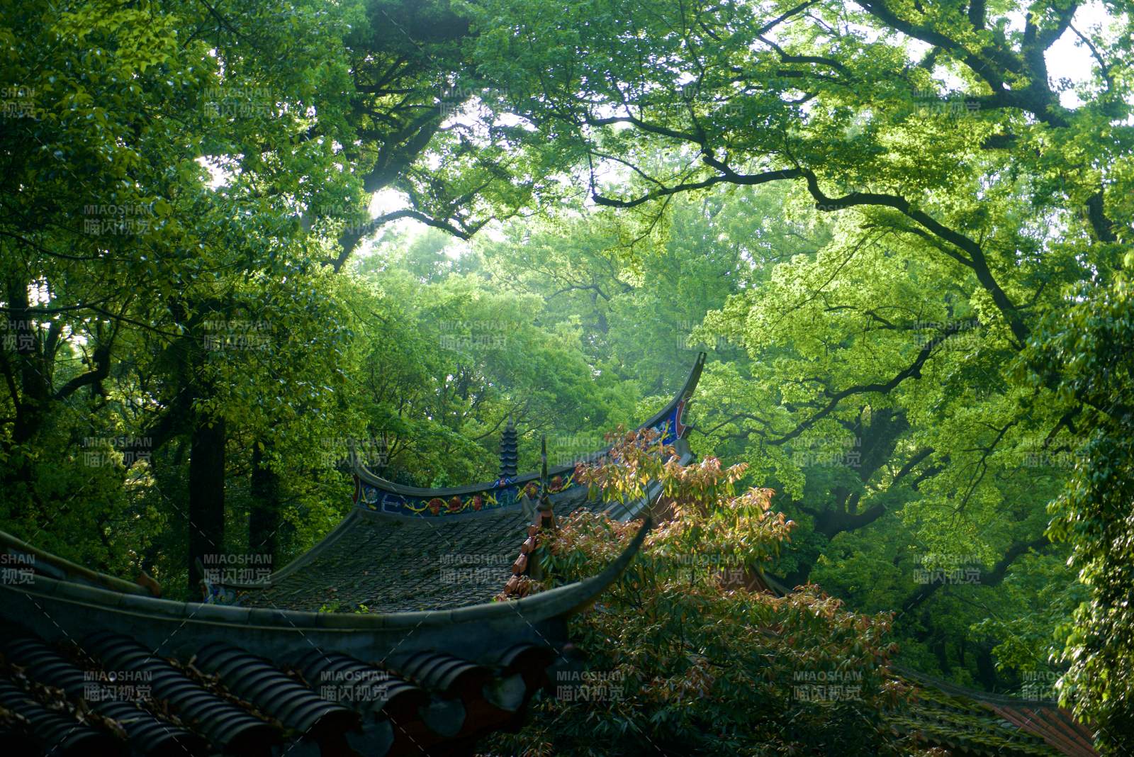 涌泉寺 古寺幽林 静谧之美图片